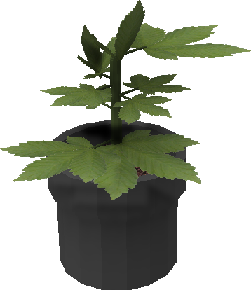 Cannabis.png