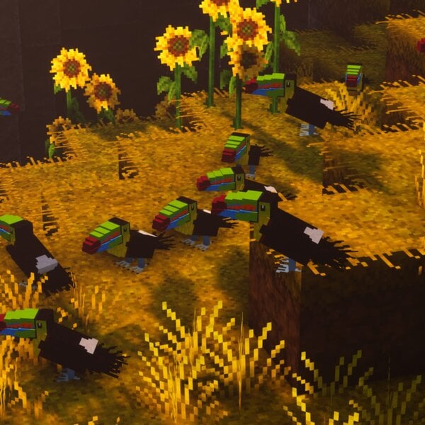 ec_birds_4.jpg