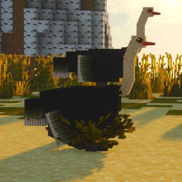 ec_birds_3.jpg