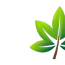 LeafStudios